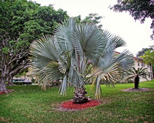 Palm